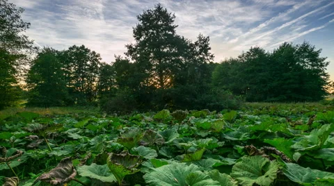 4k timelapse landscape with big burdock leaves Stock Footage 58933803