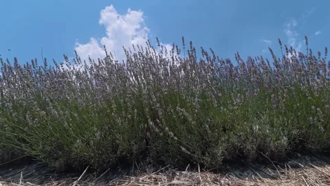4K timelapse of lavender flowers and bees Stock Footage 340964357