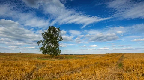 4k timelapse of lonely birch tree on stubble field Stock Footage 58906827