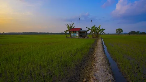 4K Timelapse of Lonely hut  in the middle of paddy field. Stock Footage 115679576