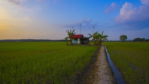 4K Timelapse of Lonely hut  in the middle of paddy field. Stock Footage 115680696