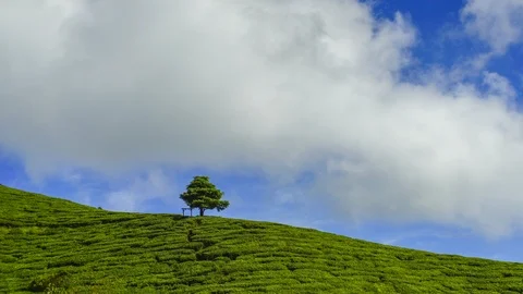 4K Timelapse of lonely tree at green tea plantation. Video stock 118728946