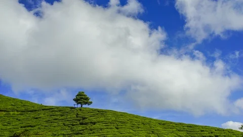 4K Timelapse of lonely tree at green tea plantation. Stock Footage 118729637