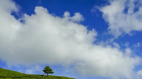 4K Timelapse of lonely tree at tea plantation with dramatic cloud movement. Video stock 118728987