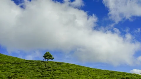 4K Timelapse of lonely tree at tea plantation with dramatic cloud movement. Video stock 118730022