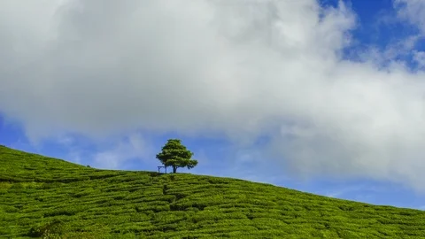 4K Timelapse of lonely tree at tea plantation with dramatic cloud movement. Stock Footage 118730678