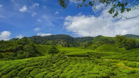 4K Timelapse of lonely tree at tea plantation with dramatic cloud movement Stock Footage 118801887