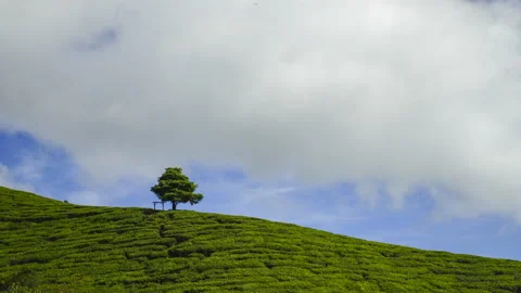 4K Timelapse of lonely tree at tea plantation Cameron Highland. Stock Footage 200858668