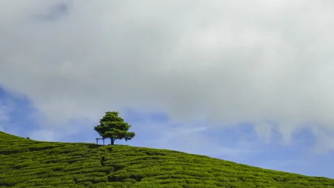 4K Timelapse of lonely tree at tea plantation Cameron Highland. Stock Footage 201274398