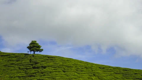 4K Timelapse of lonely tree at tea plantation Cameron Highland. Stock Footage 201274424