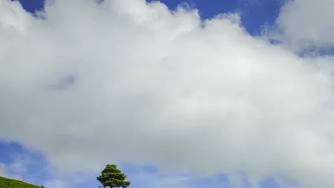 4K Timelapse of lonely tree at tea plantation Cameron Highland. Video stock 201274449