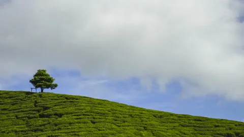 4K Timelapse of lonely tree at tea plantation Cameron Highland Stock Footage 201274588
