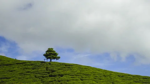 4K Timelapse of lonely tree at tea plantation Cameron Highland. Stock Footage 201274591