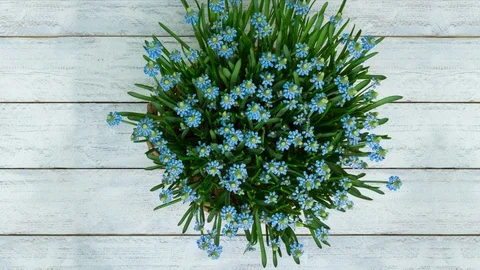 4K timelapse many tiny blue spring flowers Stock Footage 104696770
