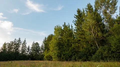 4k timelapse with meadow at sunset. Forest and grassland at summer. Stock Footage 316468729