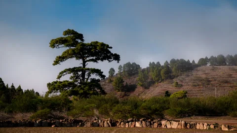 4K Timelapse of Misty Clouds Moving Over Tall Canary Island Pine Tree in La Gome Stock Footage 323853683