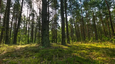 4k Timelapse of morning pine forest in summer Stock Footage 58757991