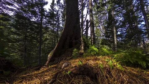 4K timelapse in motion of the trunk of a large cedar tree in green grass Stock Footage 95769560