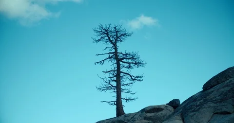 4k Timelapse Old dead tree on cliff side with bright blue sky Stock Footage 105494960