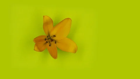 4K timelapse of one blossoming orange lily flower on green background Stock Footage 108370538