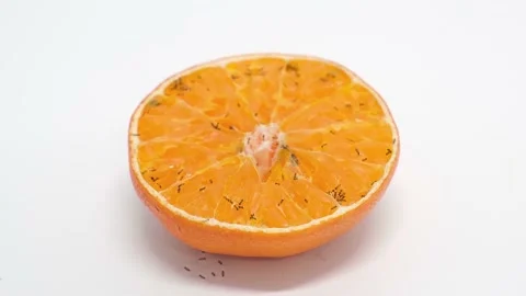 4K Timelapse Orange drying process. Time lapse shot. Stock Footage 157768360