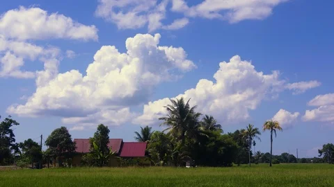4k timelapse of paddy field with cloud. Stock Footage 100699428