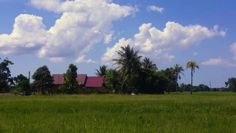 4k timelapse at paddy field during daytime. Stock Footage 100701937