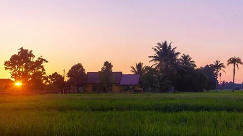4K Timelapse at Paddy Field. Stock Footage 101102389