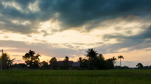 4K Timelapse at Paddy Field. Stock Footage 101456672