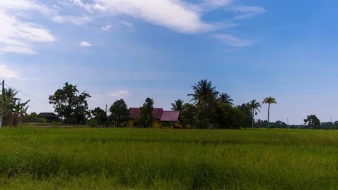 4K Timelapse at Paddy Field. Stock Footage 101459944