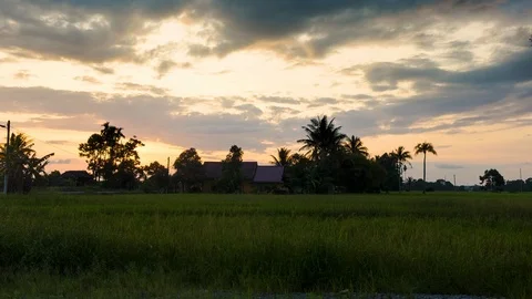 4K Timelapse at Paddy Field. Stock Footage 101459961