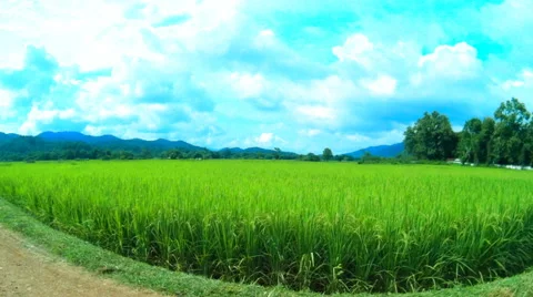 4K Timelapse Paddy fields Stock Footage 68695648