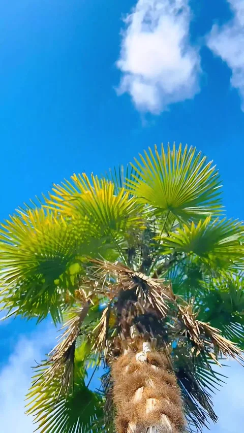 A 4K timelapse of a palm tree and clouds Stock Footage 264096686