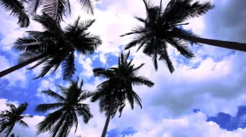 4k Timelapse palms at blue sky background  with clouds. Stock Footage 43983396
