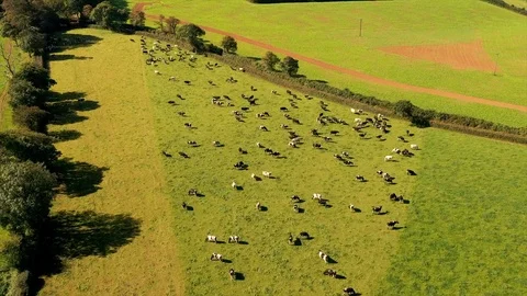 4K Timelapse Pan of Cows Grazing a Field in Rural Devon Stock Footage 117053898