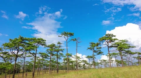 4k timelapse pine field with cloud , Thailand Video stock 69069174