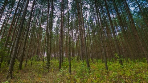 4k Timelapse of pine forest Stock Footage 58738923