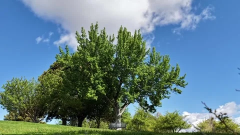 4K Timelapse of Relaxing Cloud Movement behind a Tree and Park Bench Stock Footage 335015535
