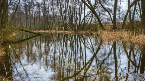 4k timelapse of river in early spring forest in Poland. Stock Footage 61021056