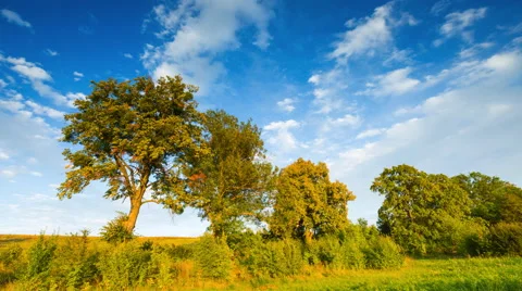 4k timelapse of rural landscape with trees alley Stock Footage 58937899