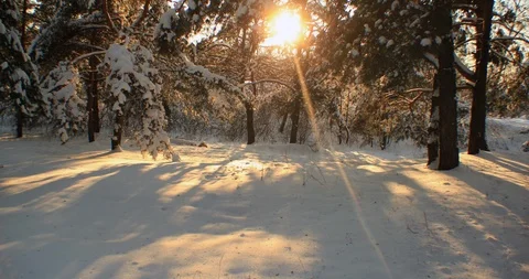 4K TimeLapse Shadows of trees move at sunset in winter forest Video stock 91774667