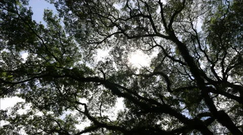 4k Timelapse Silhouette of tree. Stock Footage 68669266