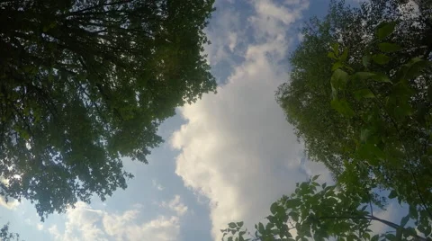 4k timelapse Silhouettes nice blue sky with tree Video stock 51535387