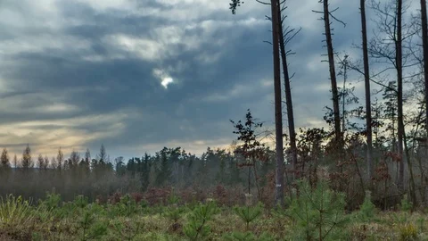 4k timelapse with small pine trees in polish forest Stock Footage 87197002