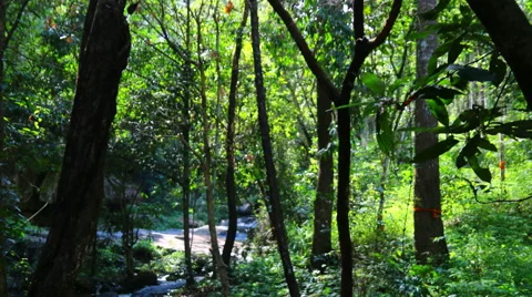 4K Timelapse Small stream in the  forest. Stock Footage 68671118