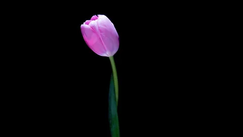 4K Timelapse of a Soft Pink Tulip Blooming on Black Stock Footage 306583174