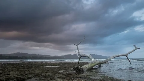 4K timelapse of storm, sunset, beach and tree in water Stock Footage 74453445