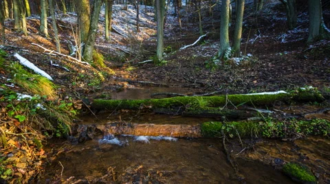 4k timelapse of stream in forest. natural landscape Vídeos de archivo 60040582
