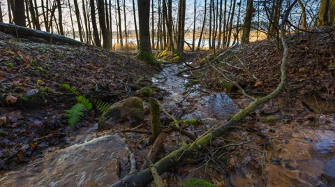 4k timelapse of stream in forest. natural landscape Vídeos de archivo 60040731