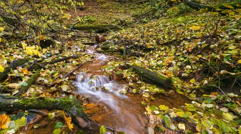 4k timelapse of stream in wild forest at autumn Vídeo Stock 58994442